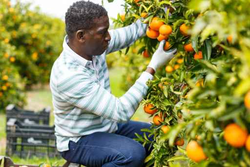 Farm Produce